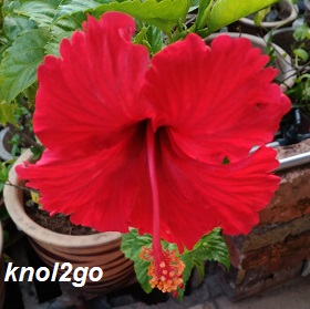 knol2go knols